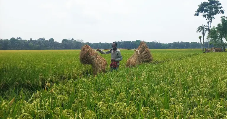 ধান কাটার পর মাড়াইয়ের জন্য নিয়ে যাচ্ছেন কৃষক